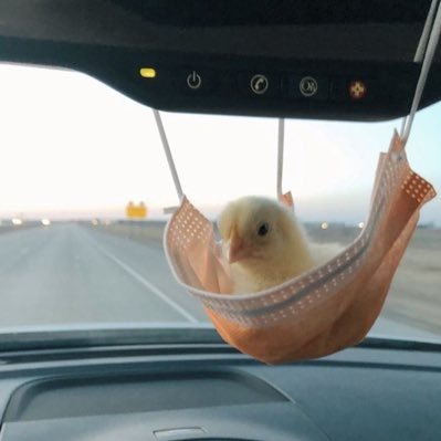 I like ducks 🍃🏳️‍🌈