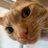 🐾🐱ユミミ🐱🐾のアイコン