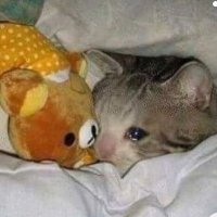 Michi triste✨ (@michitriste22) 's Twitter Profile
