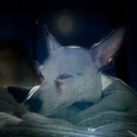 Tibula Doc (@sirmi81) Twitter profile photo