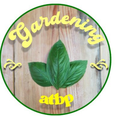 A Container Gardener who loves to grow mostly Herbs and Veggies. I will share tips on how I easily plant from seeds or stem cuttings.