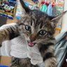 lilym62008's profile picture. 交通事故に遭い、用水路で流されそうになっていた子猫を保護しました。
ケガをしており、手術が必要でしたが、突然の高額な出費だった為、それらにかかった治療費をREADYFORというクラウドファンディングサイトにて募っておりました。
10月4日プロジェクト完了しました。ご協力いただけた方、本当にありがとうございました。