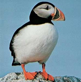 FlamboroughUK Profile