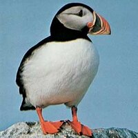 FlamboroughUK (@flamboroughuk) 's Twitter Profile