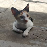 Niranjana (@niranjwrite) 's Twitter Profile