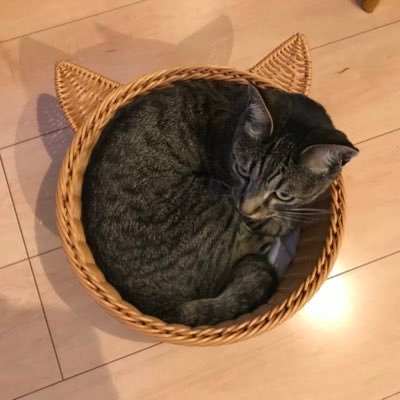 cZrnOEiJCmKd2cT's profile picture. かわいいかわいい猫らしくない猫、らたちゃんを愛する主婦のつぶやきです。らたちゃんはインスタでつぶやいています😸