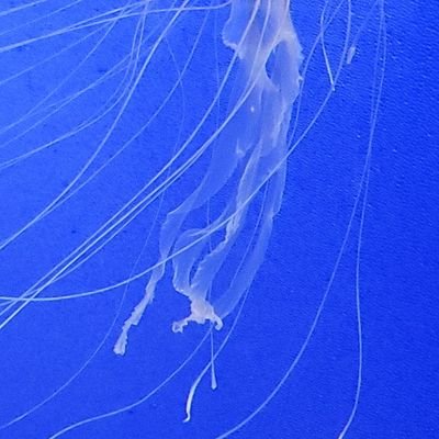 蒼さんのプロフィール画像
