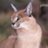 山猫太郎のアイコン