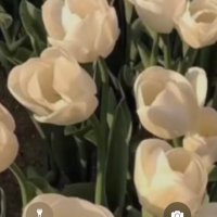 ᐡඉ́ ̫ ඉ̀ᐡ (@nonommma00) Twitter profile photo