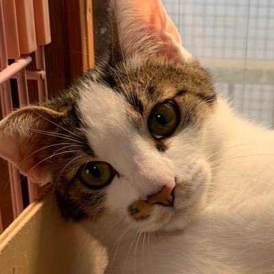豆大福さんのプロフィール画像