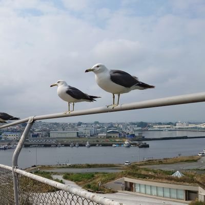 気が向いたときに呟く流浪の民、
主に艦これとかメシとか神社とか