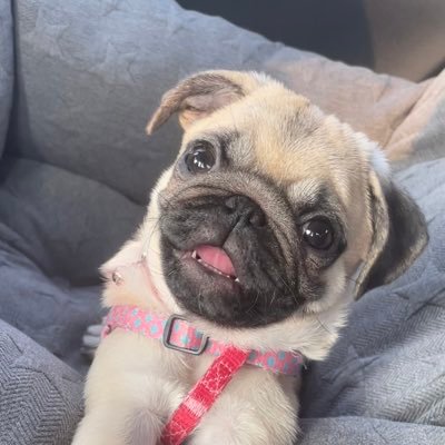 パグ犬のぷぅ Puu04 Pug Twitter パグ犬のぷぅ Puu04 Pug Twitter