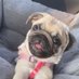 パグ犬のぷぅ (@puu0420_pug) Twitter profile photo パグ犬のぷぅ (@puu0420_pug) Twitter profile photo