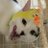 アミのアイコン