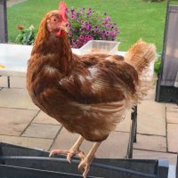 Rich (@richspur) 's Twitter Profile