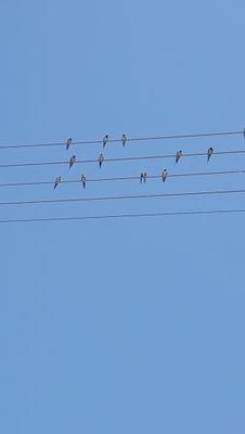 maroukal's profile picture. 