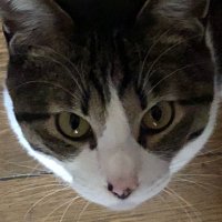 うまねここ (@from2chsc) Twitter profile photo
