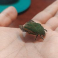 cachidiablo (@_cachidiablo_) 's Twitter Profile
