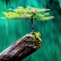 Sohrab Dibazar (@soohrabd) 's Twitter Profile