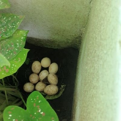 salazamike's profile picture. 