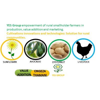 YES Group empowerment of rural smallholder farmers in production, value addition and marketing.