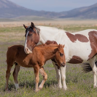 Loves, defends and supports saving all wildlife, land and ocean. Save the #wildhorses #wildhorsesofsandwashbasin #wildburros #wildmustangs #stoptheroundups