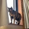 Couenmae's profile picture. 営業時間11時〜14時。（材料無くなり次第終了致します）定休日 月曜・火曜(祝日が月火でも休みです)カウンター8席 住所 愛知県岡崎市柱4-8-16 ︎︎︎P12台 TEL0564-54-5220 夏場は仕事より鮎釣り最優先https://t.co/MdiXKDHMFf