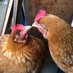 🐓ぴーことおすぎ🐓 (@ospie0807) Twitter profile photo 🐓ぴーことおすぎ🐓 (@ospie0807) Twitter profile photo