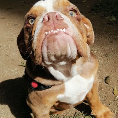 Dapv1010's profile picture. Ingeniero, amante del ajedrez, siempre en contra de los que por décadas han desangrado y desfalcado el país.