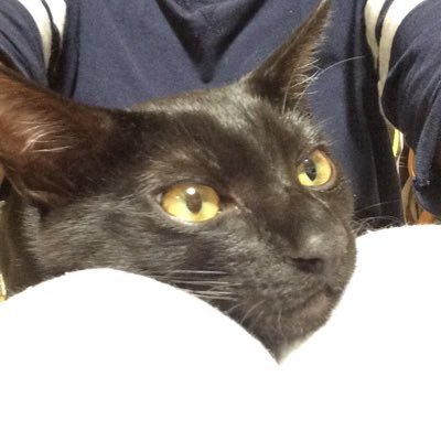 cat_ohagi Profile Picture