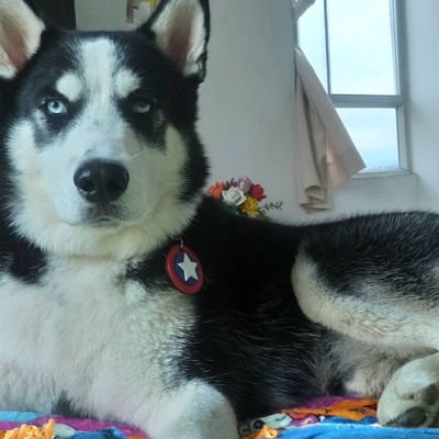 janpolanco's profile picture. Este año acabo el colegio, Universidad de la vida