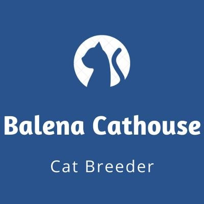 Kontak dan Sosial Media Resmi Balena Cathouse : https://t.co/nBBQWheVhR