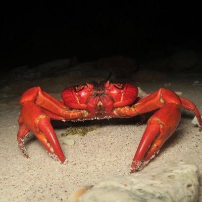趣味はカニ探しと飼育、#カニ の写真・動画を日々発信します！ Hi, I'm a #crab seeker posting photos and videos of #crabs 🦀自作カニ図鑑my photo gallery→ https://t.co/o1vGmdeGWz