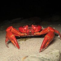 カニの散歩道Crabs' Promenade(@crabspromenade) 's Twitter Profile Photo