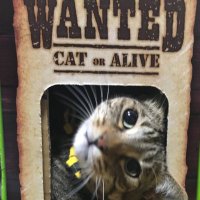 姫路市野里近辺で迷子猫捜索中🐱 (@neko_sousakuchu) 's Twitter Profile Photo