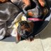 Betty the Daxie🐶🐾 (@bettythedaxie) Twitter profile photo Betty the Daxie🐶🐾 (@bettythedaxie) Twitter profile photo