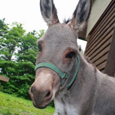 北海道十勝清水の宿¦木のぬくもりと十勝の恵みが時間を忘れるひととき¦庭でのんびり草を食むロバを眺めているだけで和やかな気持ちに¦秘密基地「かまくら」はお子さんに大人気¦今の十勝やロバのももをお伝え¦看護師のお休み処はこちらへ @nagomi_nurse