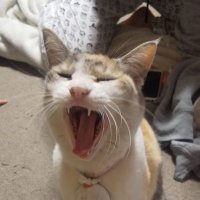 ねこ大工 (@uyiwlkreau0tahk) 's Twitter Profile