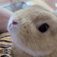 あこ (@acoo02181) 's Twitter Profile