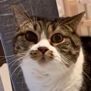 きもい地雷さんのプロフィール画像