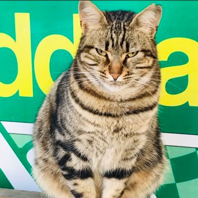 keciteyze's profile picture. Kasa Her Zaman Kazanır