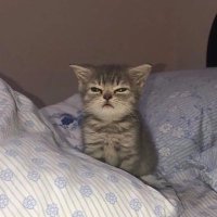 Mitju (@ivenihere) 's Twitter Profile