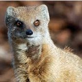 Mongoos23618653's profile picture. 