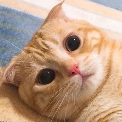 Maoyue_QwQ's profile picture. Arch Linux is the best!