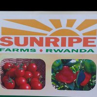 Sunripe Farms Rwanda(@SunripeR) 's Twitter Profile Photo