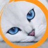 Because_CC's profile picture. I don’t want a perfect life ; but I want a happy life. Gogo together~