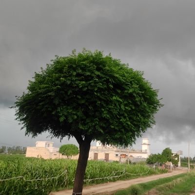 6Thunderstrom's profile picture. 