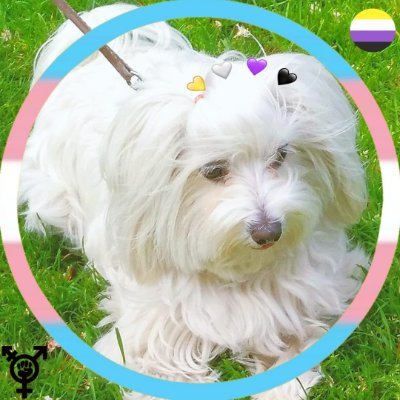 ⚧︎ aliada transfeminista. madre orgullosa de une hije y una perra. ¿qué más puedo pedir? 🌪️ella/she/her🌪️Yo estoy con Palestina🇦🇪
