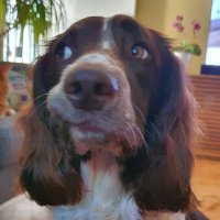 wayne moyes (@wayner1exup) 's Twitter Profile