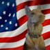 ruby_doggy (@doggy_ruby) Twitter profile photo